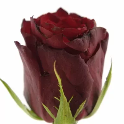 Červená růže MON AMOUR 50cm (M)