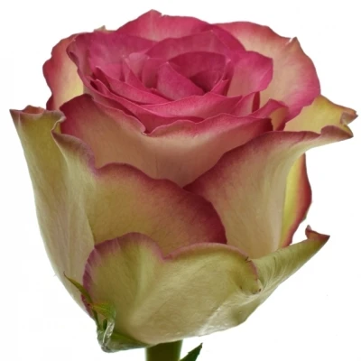 Růžová růže MONIQUE 70 cm (L)