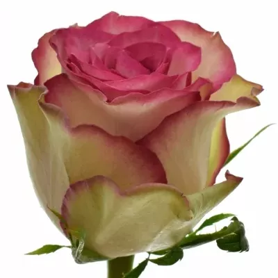 Růžová růže MONIQUE 40cm (M)
