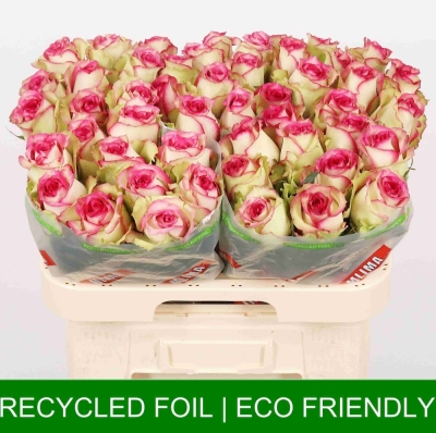 ROSA MONIQUE 50cm (M)