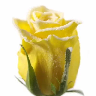Žlutá růže MOONWALK FROST 50cm (M)
