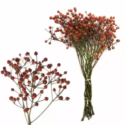 ROSA MULTI HIPHOP 30cm