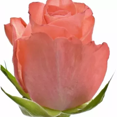 Růžová růže NANCY 50cm (S)