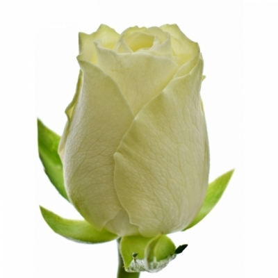 Bílá růže NORDIA 40cm! (S)