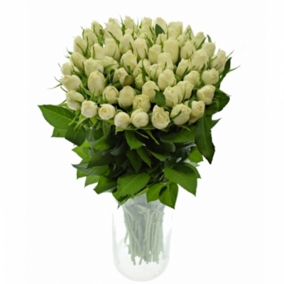 Biela ruža Nordia 40cm! (S)