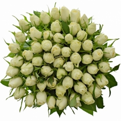 Biela ruža Nordia 40cm! (S)