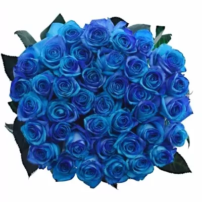 ROSA OCEAN BLUE VENDELA