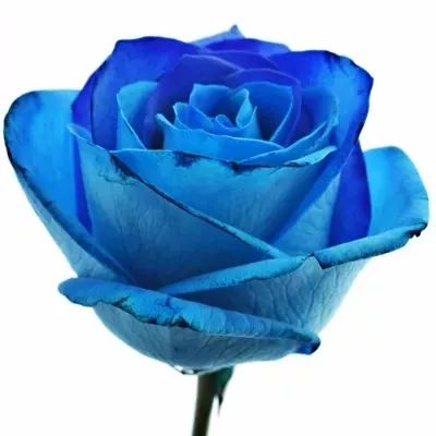Tyrkysově modrá růže OCEAN BLUE VENDELA 60cm (M)