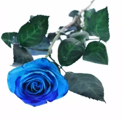 ROSA OCEAN BLUE VENDELA