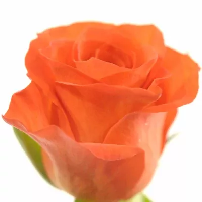 Čajová růže ORANGE PASSION 50cm