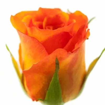 Oranžová růže ORANGE ROMA 50cm (S)