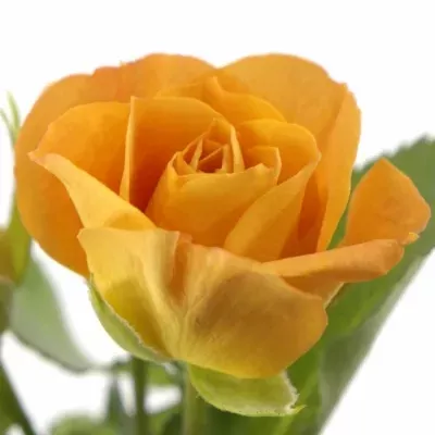 Oranžová růže ORANGE SENSATION 50cm/4+  (S)