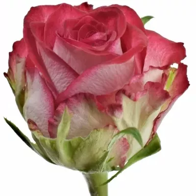 Žíhaná růže PARADISO 60cm (L)