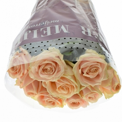 Krémová ruže PEARL AVALANCHE + 90cm (XXL) SUPER