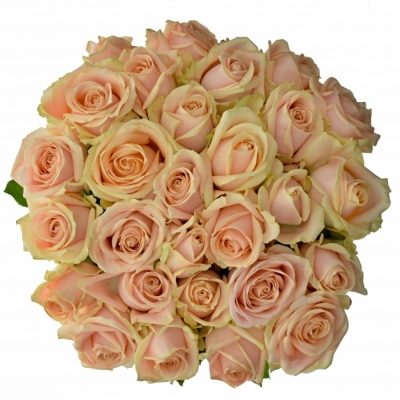 Krémová ruže PEARL AVALANCHE + 90cm (XXL) SUPER