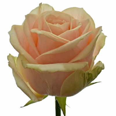 Krémová růže PEARL AVALANCHE+ 90cm(XXL) SUPER