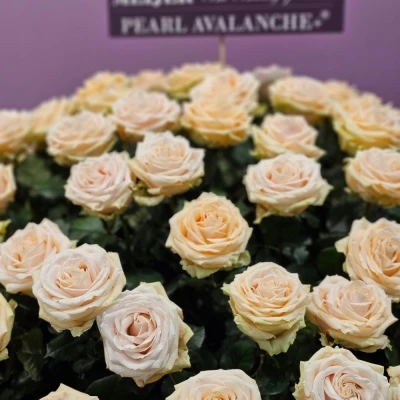 ROSA PEARL AVALANCHE+ 55cm