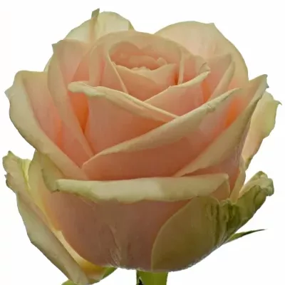 Krémová růže PEARL AVALANCHE+ 55cm (L)