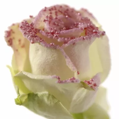 Bílá růže PEARL PINK 60cm (L)