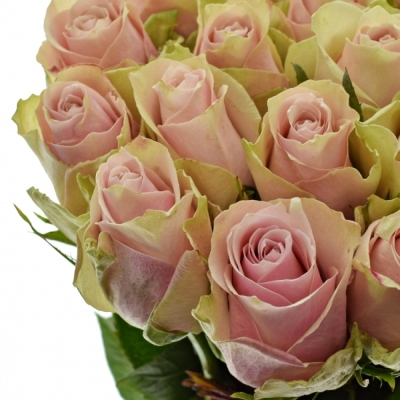 ROSA PINK ATHENA 50cm (L)