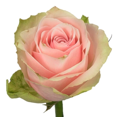 ROSA PINK ATHENA 50cm (L)