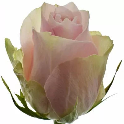 Růžová růže PINK ATHENA 60cm (L)