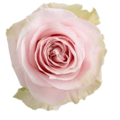 ROSA PINK ATHENA 50cm (L)