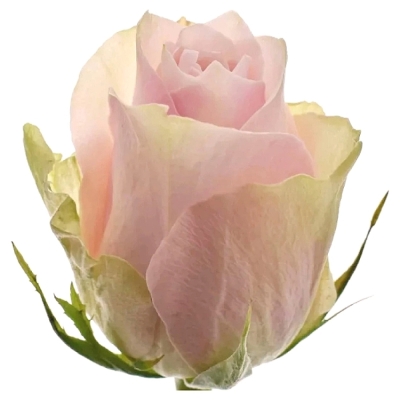 Růžová růže PINK ATHENA 60cm (M)