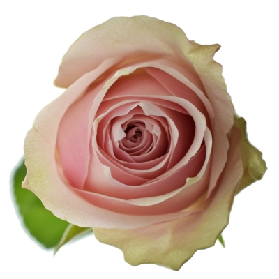 ROSA PINK ATHENA 50cm (L)