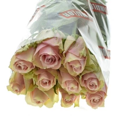 ROSA PINK ATHENA 50cm (L)