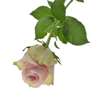 ROSA PINK ATHENA 50cm (L)