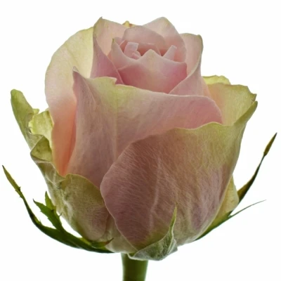 ROSA PINK ATHENA 50cm (L)