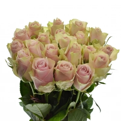 ROSA PINK ATHENA 50cm (L)