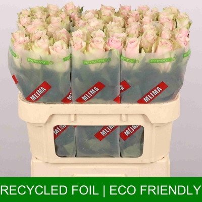 ROSA PINK ATHENA 50cm (L)