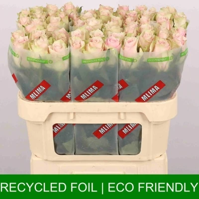 ROSA PINK ATHENA 50cm (L)