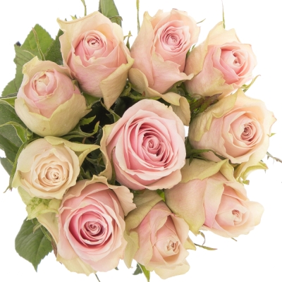 ROSA PINK ATHENA 50cm (L)