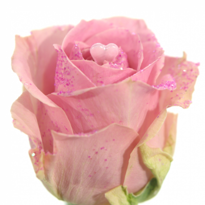 Růžová růže PINK DIAMOND PINK LOVE 60cm (L)