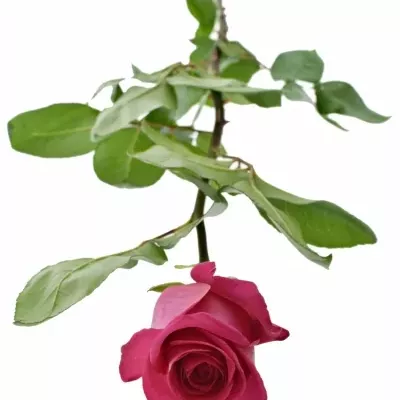 ROSA PINK FLOYD+ 100cm (XXL)