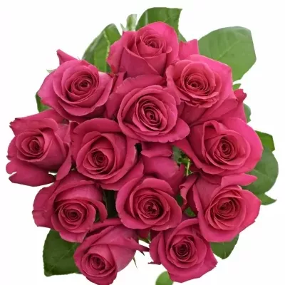 ROSA PINK FLOYD+ 100cm (XXL)