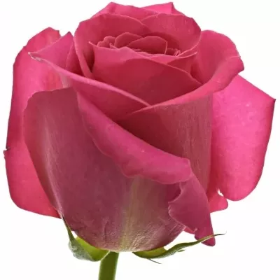 Metrová růže PINK FLOYD+ 100cm (XXL)