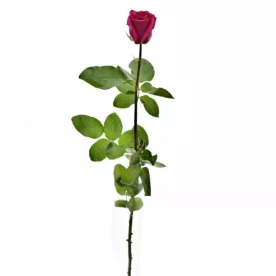 ROSA PINK FLOYD+ 100cm (XXL)