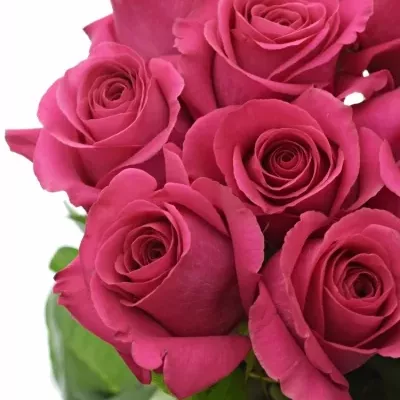 ROSA PINK FLOYD+ 100cm (XXL)