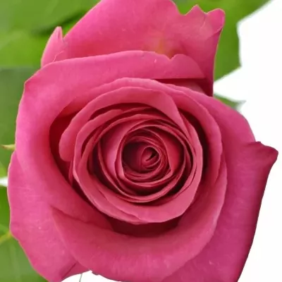 ROSA PINK FLOYD+ 100cm (XXL)
