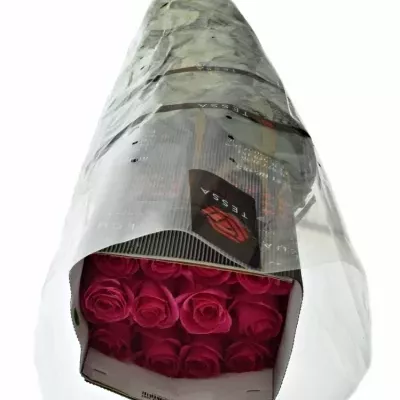 ROSA PINK FLOYD+ 100cm (XXL)