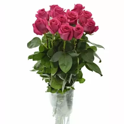 ROSA PINK FLOYD+ 100cm (XXL)