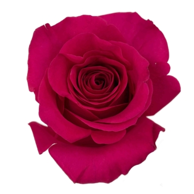 ROSA PINK FLOYD+