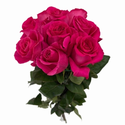 ROSA PINK FLOYD+