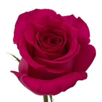 ROSA PINK FLOYD+