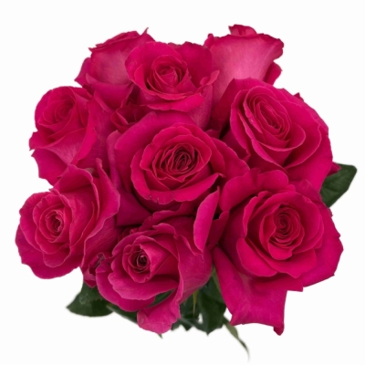 ROSA PINK FLOYD+
