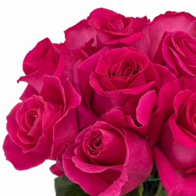 ROSA PINK FLOYD+